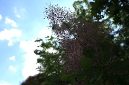 Blühende königliche lila Rauch tree.natural Blume Hintergrund. blühende Zweige von Cotinus coggygria aus nächster Nähe .