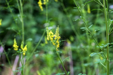 Flowers of Melilotus officinalis is on bright summer background. Blurred background of yellow - green. Shallow depth of field. sweet yellow clover flowers in meadow closeup selective focus