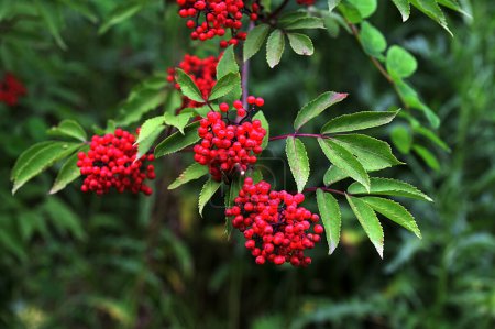 Bayas rojas sobre un fondo verde de cerca. Bayas de Sambucus racemosa en verano en el bosque. Planta medicinal. Ramo de hermosas bayas rojas no comestibles. Bayas venenosas
.