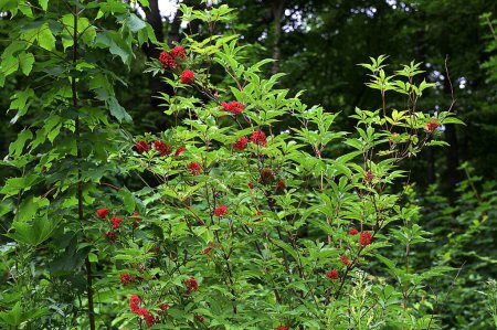 Sureau rouge sur fond vert gros plan. Sambucus racemosa baies en été dans la forêt. Plante médicinale. Bande de belles baies rouges non comestibles. Baies empoisonnées
.