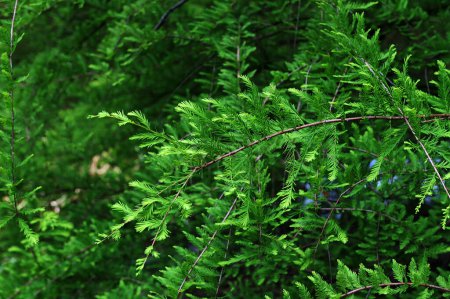 closeup of taxodium distichum sprouts.American bald cypress branhes - Latin name - Taxodium distichum.