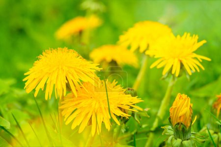 Close-up of yellow dandelion flowers in green grass. Outdoors from low angle view.