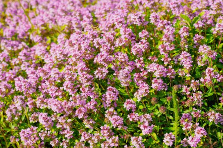 Photo for Pink-purple thyme blossoms in a meadow. General outdoor view. - Royalty Free Image