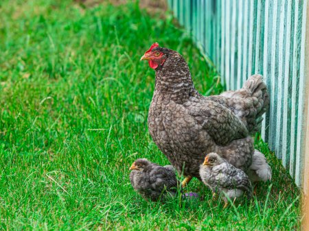 Photo for Hen with a group of small fledgling chicks on green grass outdoors. Low angle view. - Royalty Free Image