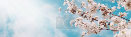 Piękne wiosenne tło kwitnących drzew i błękitne niebo z chmurami. Odbiór. Baner internetowy. Panorama.