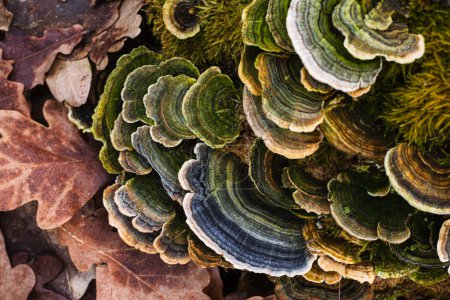 Natürliches Muster, Nahaufnahme von Polypen-Pilzen. Abstrakter Hintergrund.