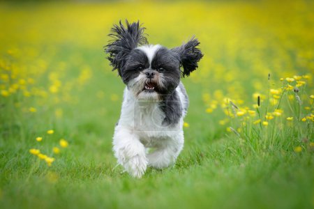 Téléchargez les photos : Courir chiot chien dans la prairie de fleurs buttercup - en image libre de droit