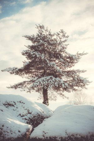 Téléchargez les photos : Arbre solitaire couvert de neige en hiver - en image libre de droit