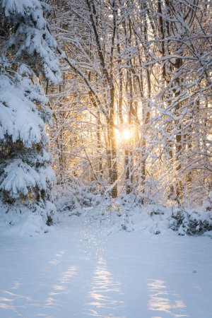 Téléchargez les photos : Faible ensoleillement l'après-midi en hiver à travers les arbres enneigés - en image libre de droit