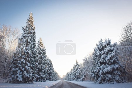 Foto de Abeto cubierto de nieve en Inglaterra invierno con el sol de la tarde baja - Imagen libre de derechos