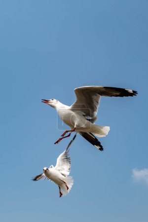 Téléchargez les photos : Les mouettes volent sur le beau ciel bleu. Certains chassent la nourriture qui nourrit par les visiteurs et les touristes autour de la région. - en image libre de droit