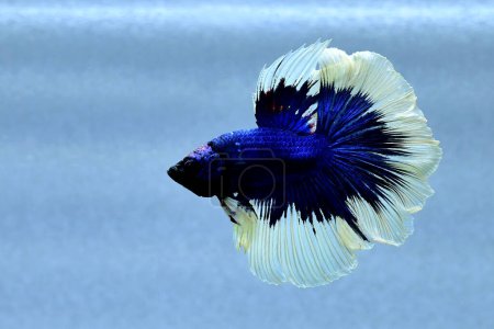 Photo for Betta fish halfmoon long tail, short tail, crowntails, dumbo and veiltail, Siamese fighting fish on isolated grey, blue or black background all are from Thailand - Royalty Free Image