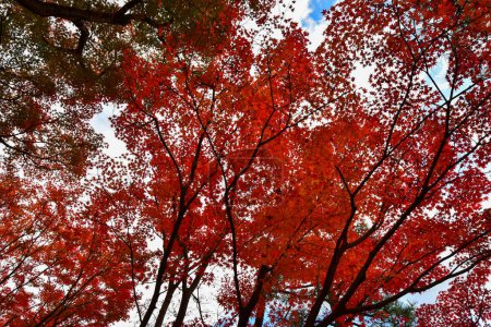 Téléchargez les photos : Feuilles d'érable rouge à l'automne au Japon - en image libre de droit
