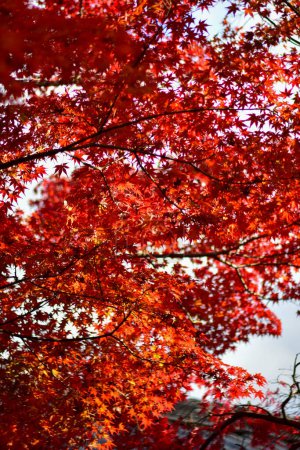 Téléchargez les photos : Feuilles d'érable rouge à l'automne au Japon - en image libre de droit