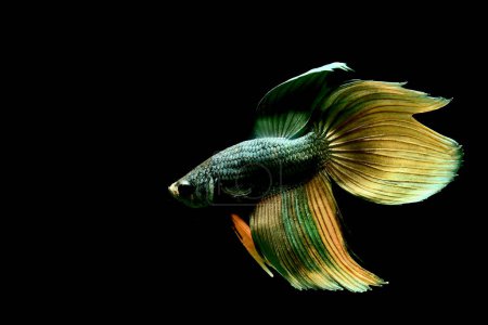 Téléchargez les photos : Betta poisson Demi-lune longue queue, queue courte, Crowntails et Dumbo de Thaïlande Siamois poissons de combat sur fond isolé noir, bleu ou gris. - en image libre de droit