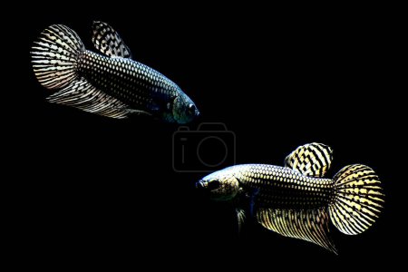 Téléchargez les photos : Betta poisson Demi-lune longue queue, queue courte, Crowntails et Dumbo de Thaïlande Siamois poissons de combat sur fond isolé noir, bleu ou gris. - en image libre de droit