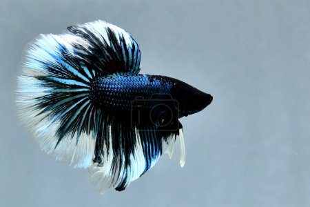 Photo for Betta fish Halfmoon long tail, short tail, Crowntails and Dumbo from Thailand Siamese fighting fish on isolated Black, Blue or Grey background. - Royalty Free Image