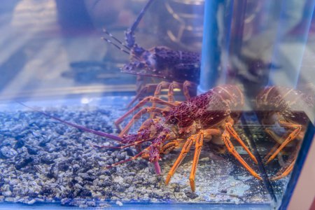 Photo for Lobster sitting in fish tank in the seafood restuarant. - Royalty Free Image