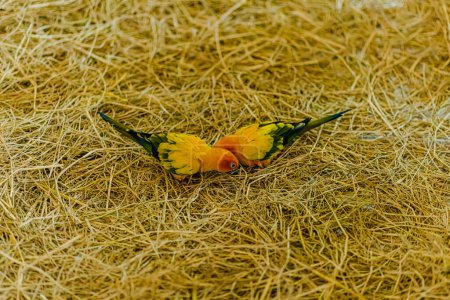 Téléchargez les photos : Soleil Conserver les oiseaux perroquets dans la cage, debout au milieu du foin. - en image libre de droit