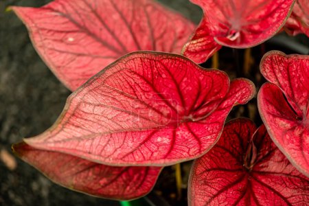 Foto de Textura de fondo en las hojas, primer plano en la hermosa hoja bicolor Caladium en el jardín. - Imagen libre de derechos