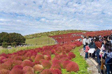 Photo for Ibaraki Prefecture, Japan - OCT 20, 2019 : Crowded people going to the Miharashi Hill to see the red kochia bushes in the Hitachi Seaside Park. Kochia Carnival. - Royalty Free Image