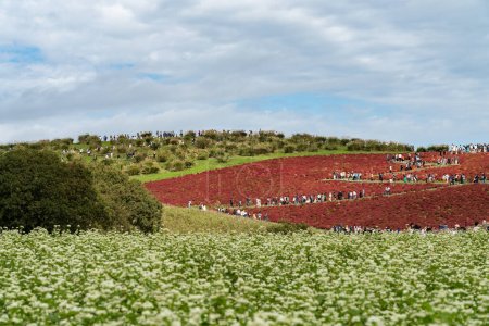 Foto de Prefectura de Ibaraki, Japón - 20 de octubre de 2019: Gente abarrotada que va a la colina de Miharashi para ver los arbustos rojos de kochia en el Hitachi Seaside Park. Carnaval de Kochia
. - Imagen libre de derechos