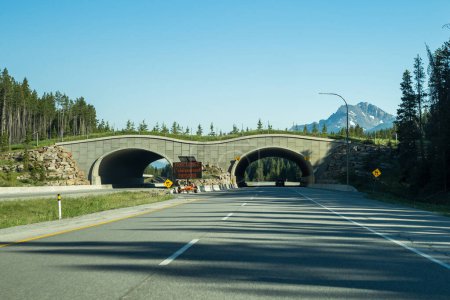 Téléchargez les photos : Alberta, Canada - 28 juin 2021 : Pont-croisement d'animaux sur la Transcanadienne, parc national Banff. - en image libre de droit