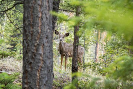 Photo for Mule Deer (Odocoileus hemionus) standing in the forest. - Royalty Free Image