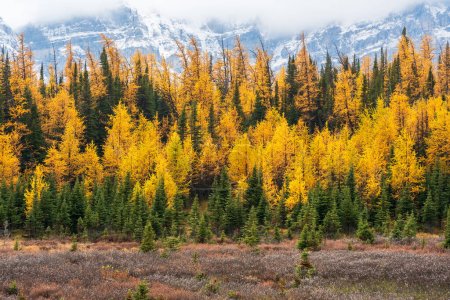 Téléchargez les photos : Forêt de mélèzes jaune doré en automne. Larch Valley, parc national Banff, Rocheuses canadiennes, Alberta, Canada. Vallée des Dix Pics en arrière-plan. - en image libre de droit
