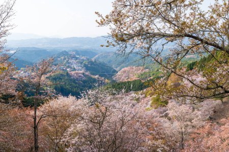 Photo for Cherry blossoms in full bloom at Mount Yoshino, Yoshino-Kumano National Park. Yoshino District, Nara Prefecture, Japan. - Royalty Free Image