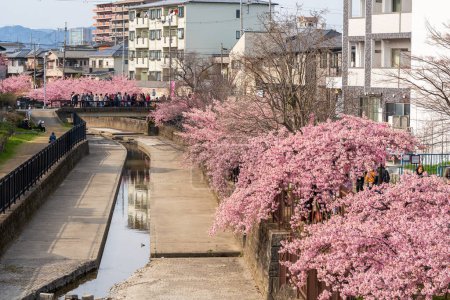 Kawazu cherry blossoms in the Yodo Suiro Waterway in Kyoto, Japan.