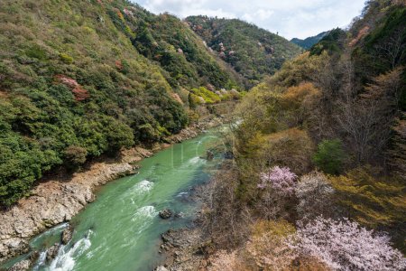 Photo for Cherry blossoms in Kyoto, Japan. Hozugawa River, Hozu Gorge. - Royalty Free Image