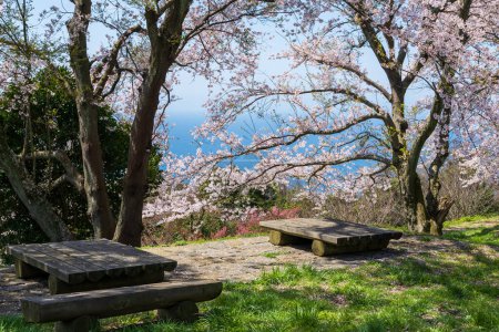 Mt. Shiude (Shiudeyama) flores de cerezo de la cima de la montaña florecen por completo en la primavera. Península de Shonai, Mitoyo, Kagawa, Shikoku, Japón.