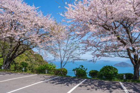 Mt. Shiude (Shiudeyama) parking au sommet de la montagne fleurs de cerisier pleine floraison au printemps. Péninsule de Shonai, Mitoyo, Kagawa, Shikoku, Japon.