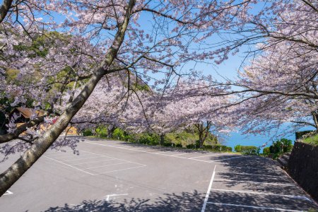 Mt. Shiude (Shiudeyama) Bergparkplatz Kirschblüten in voller Blüte im Frühling. Shonai Halbinsel, Mitoyo, Kagawa, Shikoku, Japan.