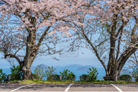 Mt. Shiude (Shiudeyama) mountaintop parking lot cherry blossoms full bloom in the spring. Shonai Peninsula, Mitoyo, Kagawa, Shikoku, Japan.