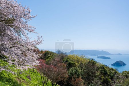 Mt. Shiude (Shiudeyama) mountaintop cherry blossoms full bloom in the spring. Shonai Peninsula, Mitoyo, Kagawa, Shikoku, Japan.