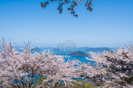 Mt. Shiude (Shiudeyama) mountaintop cherry blossoms full bloom in the spring. Shonai Peninsula, Mitoyo, Kagawa, Shikoku, Japan.