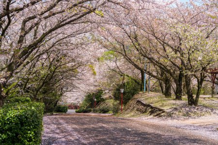 Foto de Mitoyo, Kagawa, Japón - 9 de abril de 2024: Camino a Asahiyama Shinrin Park (Mt. Asahi Forest Park ). Flores de cerezo en plena floración en la isla de Shikoku. - Imagen libre de derechos