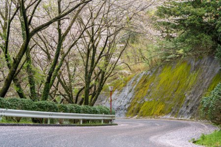 Mitoyo, Kagawa, Japan - 9. April 2024: Weg zum Asahiyama Shinrin Park (Mt. Asahi Forest Park ). Kirschblüten in voller Blüte auf der Insel Shikoku.