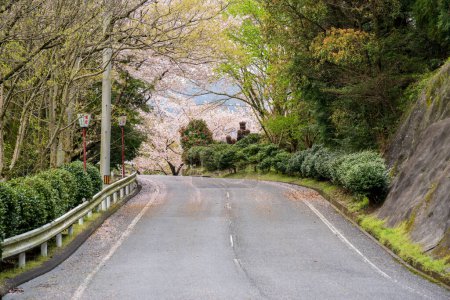 Mitoyo, Kagawa, Japon - 9 avril 2024 : Route vers le parc Asahiyama Shinrin (Mt. Asahi Forest Park ). Fleurs de cerisier en pleine floraison sur l'île de Shikoku.