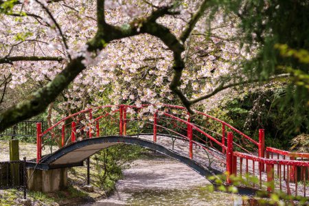 Parque infantil del Parque Asahiyama Shinrin (Mt. Asahi Forest Park ). Flores de cerezo en plena floración en la isla de Shikoku. Mitoyo, Kagawa, Japón.