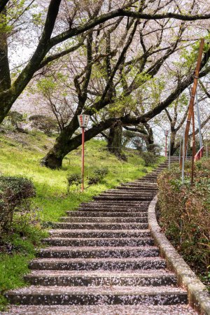 Mitoyo, Kagawa, Japan - April 9 2024 : Stone stairs of Asahiyama Shinrin Park ( Mt. Asahi Forest Park ). Cherry blossoms in full bloom in Shikoku island.