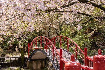 Foto de Parque infantil del Parque Asahiyama Shinrin (Mt. Asahi Forest Park ). Flores de cerezo en plena floración en la isla de Shikoku. Mitoyo, Kagawa, Japón. - Imagen libre de derechos