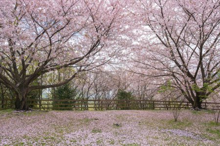 Kirschblüten in voller Blüte im Asahiyama Shinrin Park (Mt. Asahi Forest Park ). Berühmte Attraktionen auf der Insel Shikoku. Mitoyo, Kagawa, Japan.