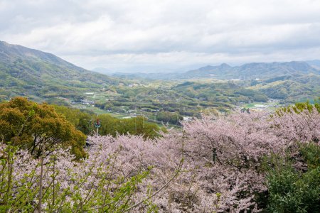 Foto de Flores de cerezo en plena floración en Asahiyama Shinrin Park (Mt. Asahi Forest Park ). Atracciones famosas en la isla de Shikoku. Mitoyo, Kagawa, Japón. - Imagen libre de derechos