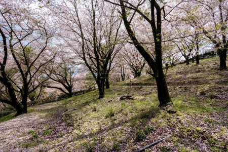 Cherry blossoms in full bloom in Asahiyama Shinrin Park ( Mt. Asahi Forest Park ). Famous attractions in Shikoku island. Mitoyo, Kagawa, Japan.