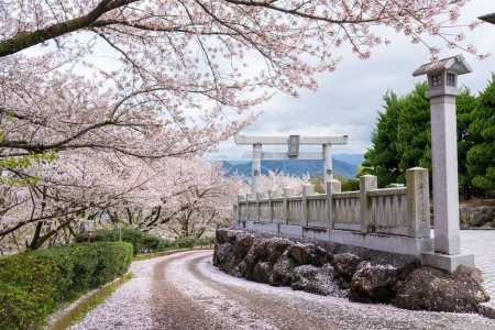Mitoyo, Kagawa, Japon - 9 avril 2025 : Sanctuaire Ise Asahiyama Hongu dans le parc Asahiyama Shinrin (Mt. Asahi Forest Park ). Fleurs de cerisier en pleine floraison sur l'île de Shikoku.