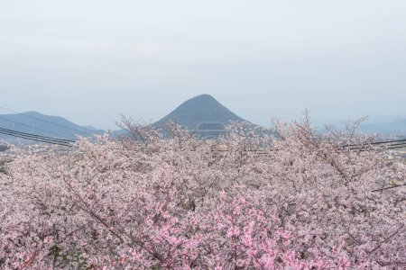 Mount Iino with cherry blossoms in full bloom in the spring. Kagawa, Japan.