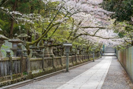Das Torii-Tor des Konpira-Schreins (auch bekannt als Konpira-san oder Kotohira-Gu). Am Sando-Besuchspfad blühen im Frühjahr Kirschblüten. Kotohira, Kagawa, Japan.